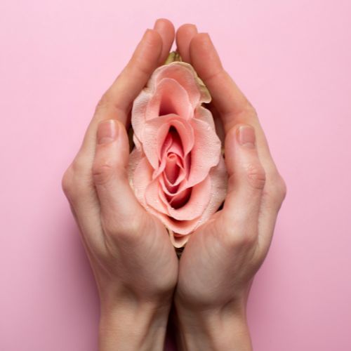 Hands clasping a pink rose